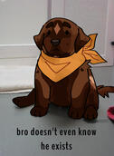 Meme